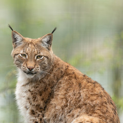 Obraz premium Ryś w lesie