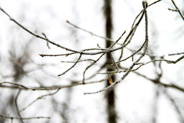 Fototapeta na wymiar A branch in the winter forest, snow and frost lies on the branches of trees.