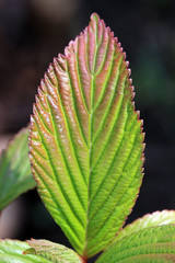 Blatt glänzt im Sonnenschein