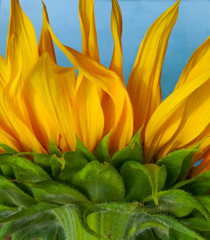 Obraz premium Close up view of the yellow sunflower. A beautiful sunflower against the blue sky. Side view. Summer flower background.