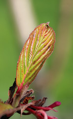 Blatt gl&auml;nzt im Sonnenschein