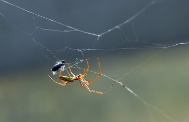 Spinne im Spinnennetz
