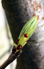 Makrofoto von einer Knospe eines Kastanienbaumen bzw. eines Bonsais im Frühjahr