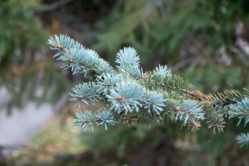 fir