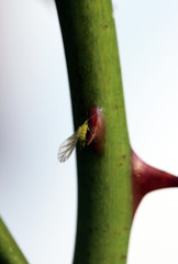 Blattlaus mit Flügel an Rosenstängel