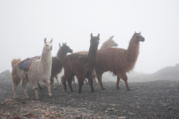 Alpacas in hazy mountains. Bolivian Andes mountain