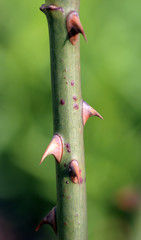 Makrofoto Nahaufnahme Rosendorn