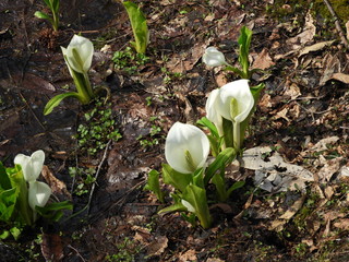 ミズバショウ