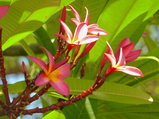Blüten auf Sansibar © Jogerken