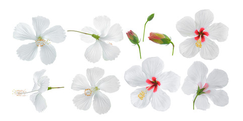 white hibiscus flower isolated on white background