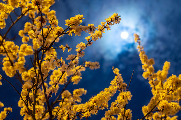 Flowering branches of apricot tree in the light of the full moon against the blue evening sky