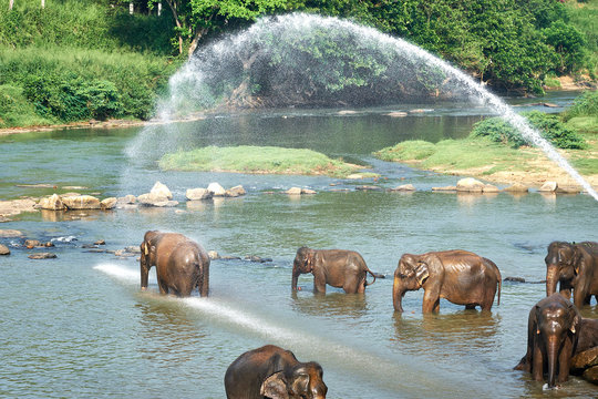 Elephants Bathing in Jungle River of Sri Lanka