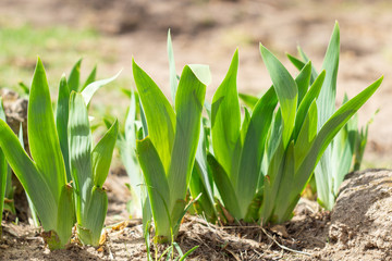 Obraz premium Young green leaves of irises on a bed