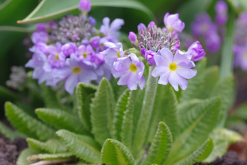purple primula flowers in the garden
