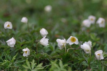white anemone flowers in green grass