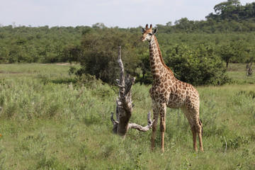 Giraffe / Giraffe / Giraffa Camelopardalis