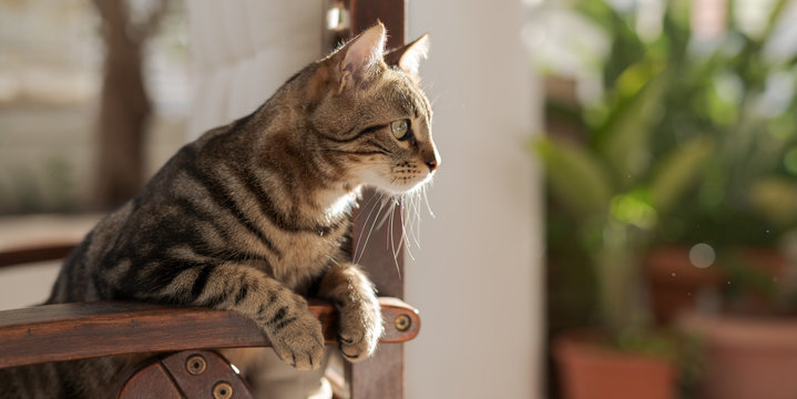Cute short hair at the garden sittion on a chair outdoors, playing outside on a sunny day