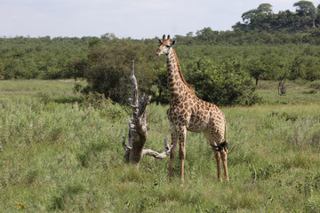 Giraffe / Giraffe / Giraffa Camelopardalis
