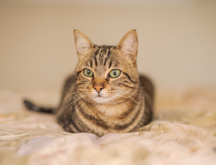 Beautiful short hair cat lying on the bed at home