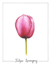 Botanical watercolor illustration of  tulip flower isolated on white background. Pink spring flower with large petals