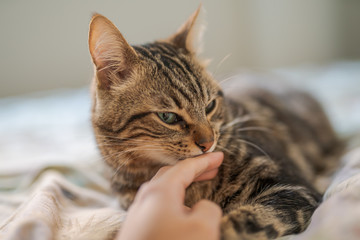 Beautiful short hair cat lying on the bed at home