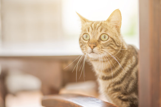 Cute short hair at the garden sittion on a chair outdoors, playing outside on a sunny day
