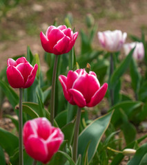 Fototapeta premium tulips that hatch in the spring