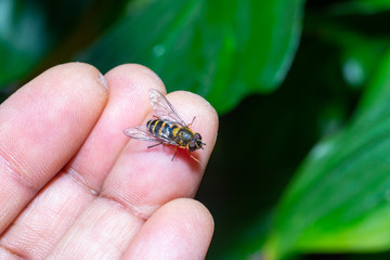 a friendly hover fly on a hand.Close up insect macro