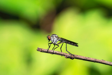 Robberfly also called assassin flies, Kas Plateau, Satara, Maharashtra, India.
