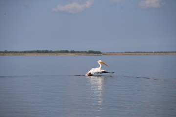 Pelican