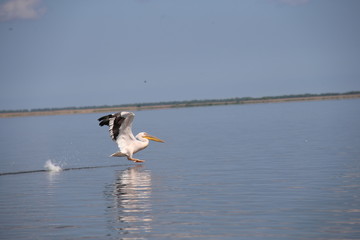 Pelican