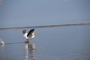 Pelican