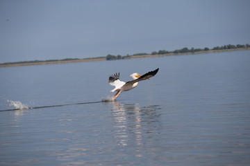 Pelican taking off in Delta Dunare