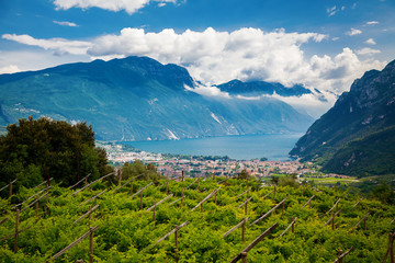 vineyards near Riva del Garda - obrazy, fototapety, plakaty