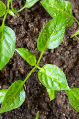 Spring seedlings. Low sprouts of peppers grown at home in boxes. The sprouts of pepper grown from seed