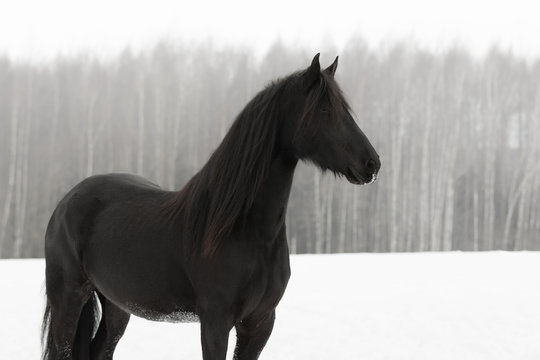 Black frisian horse portrait on snow winter background