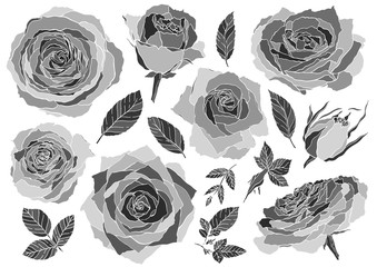 Flowers roses, monochrome buds and green leaves. Set collection. Isolated on white background. Vector illustration.