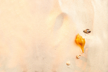 Top view of shells on sandy beach