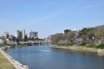 Obraz premium the riverfront with the row of cherry blossom trees / 桜並木のあるリバーフロント地域のパノラマビュー 