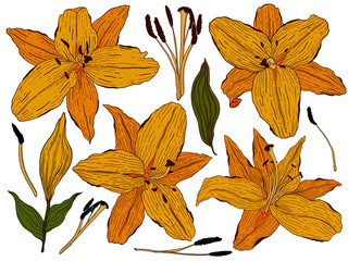 Flowers lily, orange buds and green leaves. Set collection. Isolated on white background. Vector illustration.