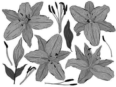 Flowers lily, monochrome buds and green leaves. Set collection. Isolated on white background. Vector illustration. © ArinaKram