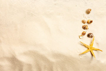 Fototapeta na wymiar Top view of shells on sandy beach