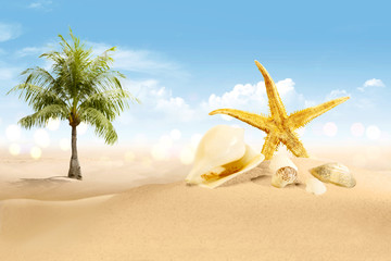 Fototapeta na wymiar View of sandy beach with shells and palm tree