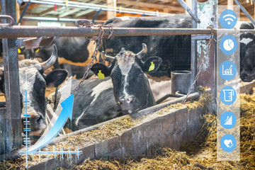 Agritech concept showing a wireless application for a smartphone and reading data from cows via...