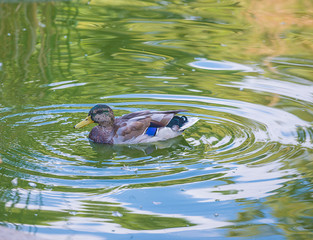 Beautiful landscape with swimming duck in the pond on sunny day