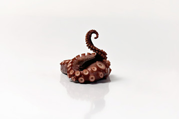 Octopus Seafood Krake Fisch  kochen