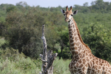 Giraffe / Giraffe / Giraffa Camelopardalis