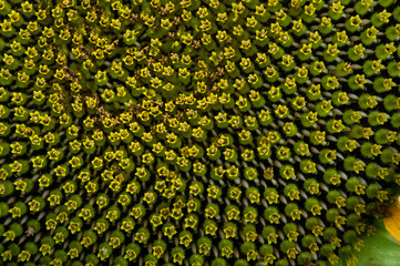 Sunflower blossom center part with seeds closeup