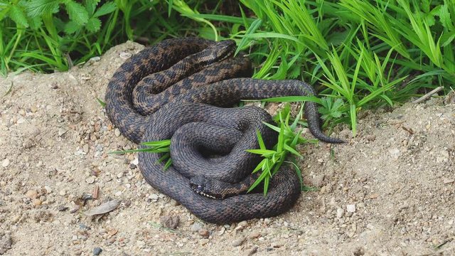 Two male Adders ( Vipera berus ) coiled up.