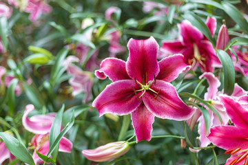 Lily in the garden